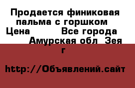 Продается финиковая пальма с горшком › Цена ­ 600 - Все города  »    . Амурская обл.,Зея г.